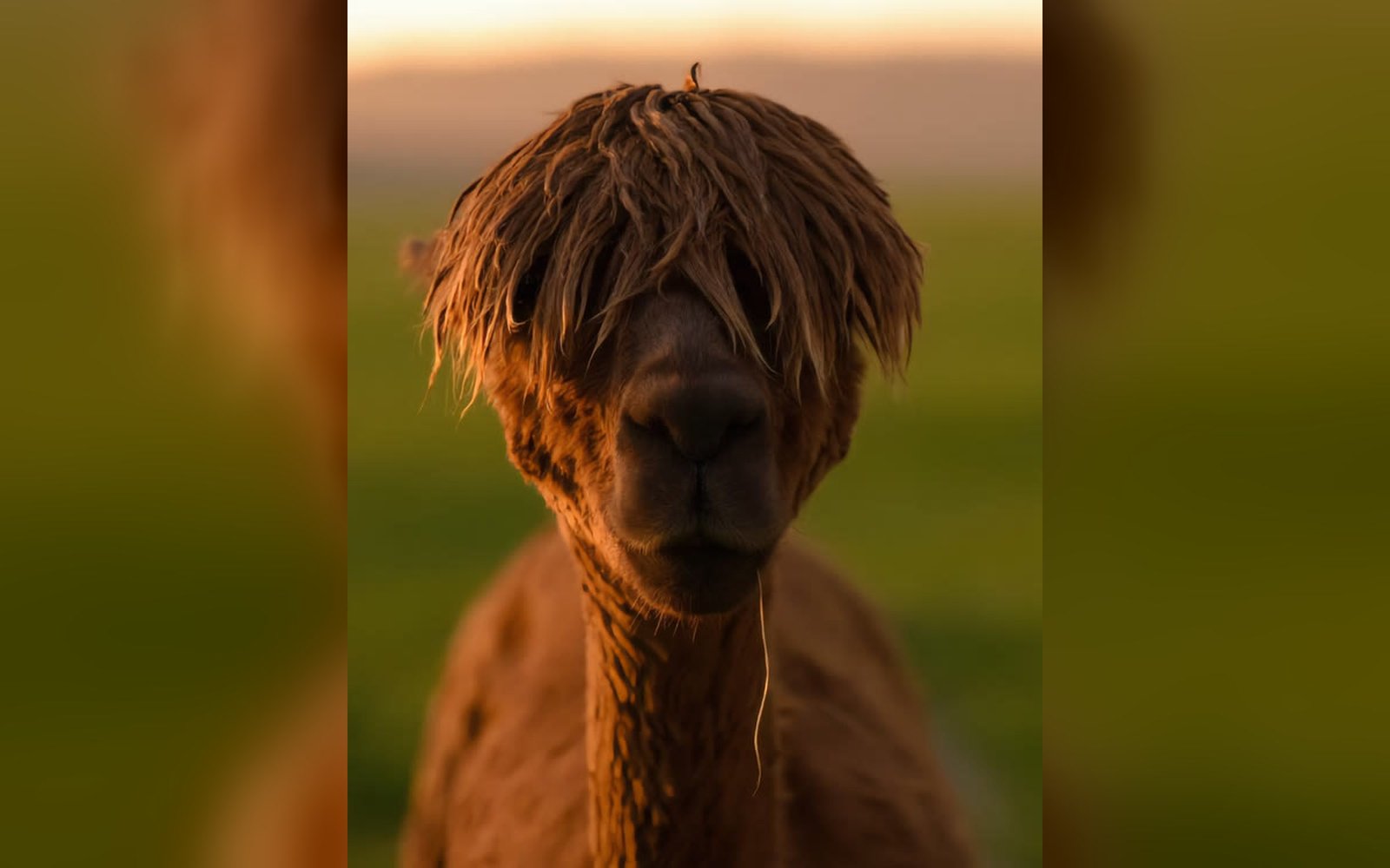 A rust-coloured alpaca with a thick fringe over its eyes, backlit at golden hour
